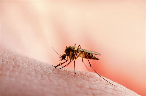 ¿Cómo se transmite el virus Zika y cuáles son sus síntomas? | El Diario NY