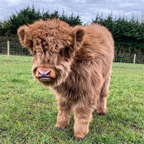 Mini Highland Cow (Elsie) - Highland Cow Farm