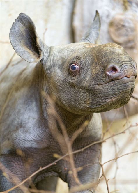 baby rhino, critically endangered Eastern black rhino | Endangered