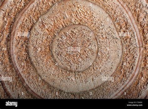 Tree growth rings Stock Photo - Alamy