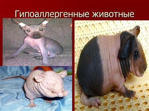 Сестринский процесс при аномалиях конституции, диатезах, атопическом ...