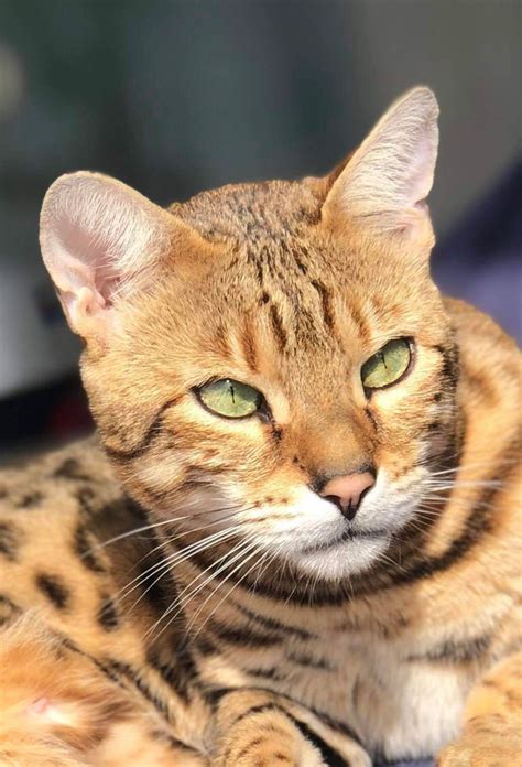 Kontakt - Zuchtkatzen , junge Katzen kaufen, Katzen Schaffhausen ...