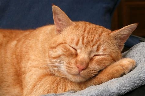 Рыжий кот сладко спит - обои для рабочего стола, картинки, фото