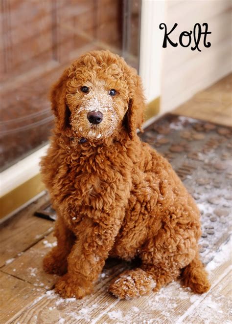 Weimaraner Poodle Mix Puppies For Sale
