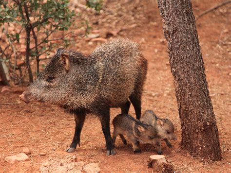 Javelina's On Parade - Sedona AZ - Whimsy!