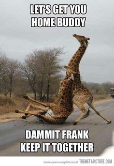 Giraffe humor...for Dana Humor Animal, Funniest Animals