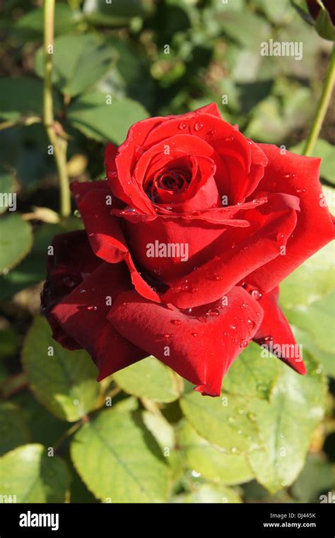 Erotika hi-res stock photography and images - Alamy