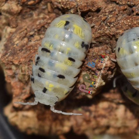 A. vulgare "Magic Potion" isopod! : r/isopods