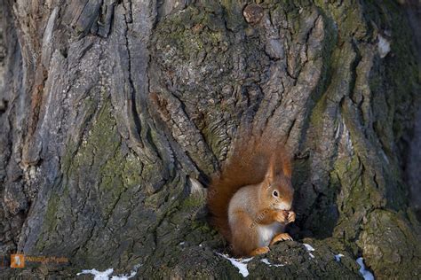 Eichhörnchen im Winter Bild bestellen - Naturbilder bei Wildlife Media