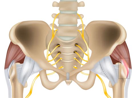 exploring  hip joint  muscle lab