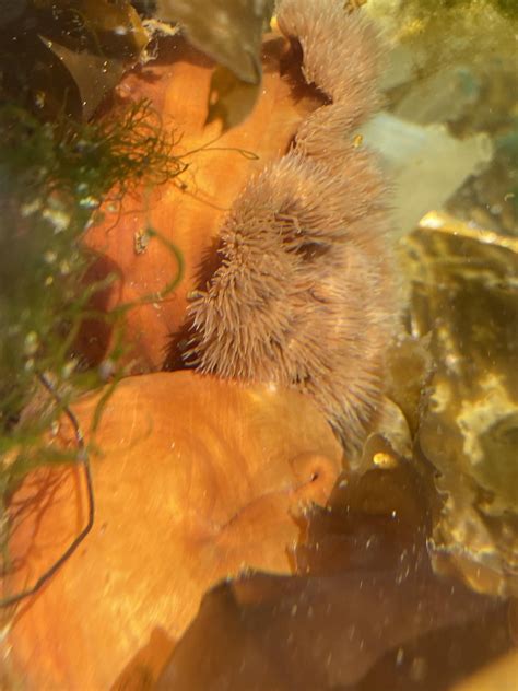 Some creatures I found in the intertidal zone in Norway! : r/marinebiology