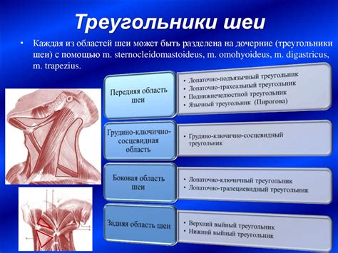 Функционально-клиническая анатомия мышц, фасций и топографических ...