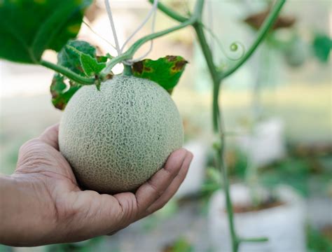 how to plant melons minecraft 1
