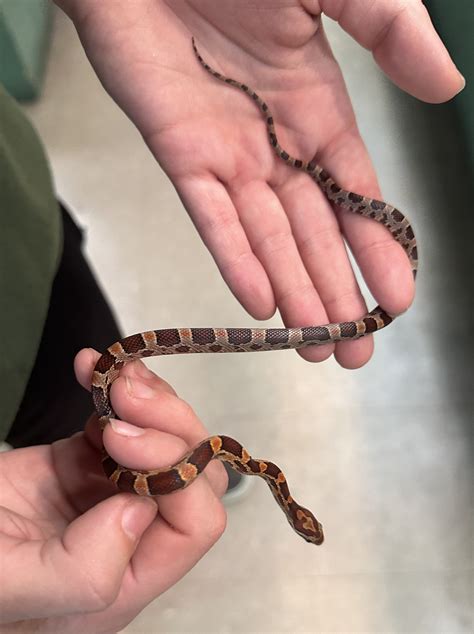 is it normal snake sick cheap 3