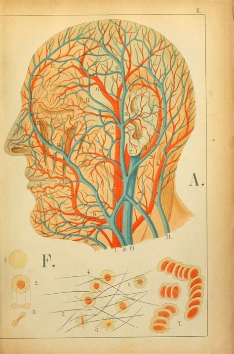 atlas  anatomy biodiversity heritage library scientific