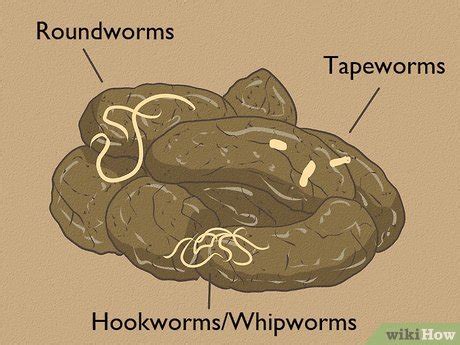 How to Identify Different Dog Worms (with Pictures) - wikiHow