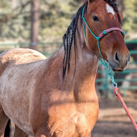 wild animal outreach 1