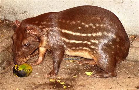 paca description habitat image diet  interesting facts
