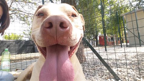 canile canili caleidos