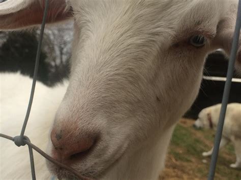 CraigsList Goats for Sale
