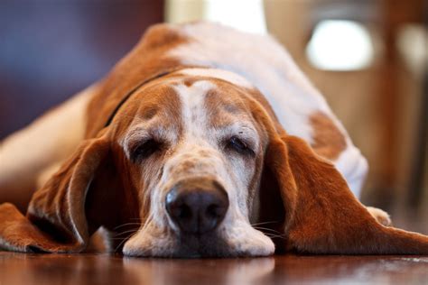 Basset Hound Noises at Nelson Kennedy blog
