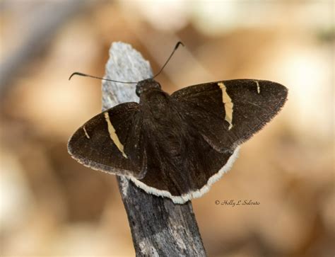 Recently Shared Photographs | Butterflies and Moths of North America