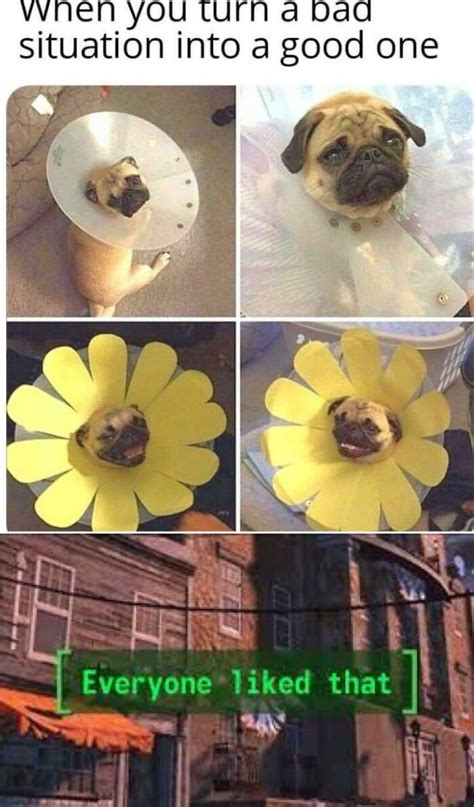 50 Of The Funniest Dog Memes Ever | Bored Panda