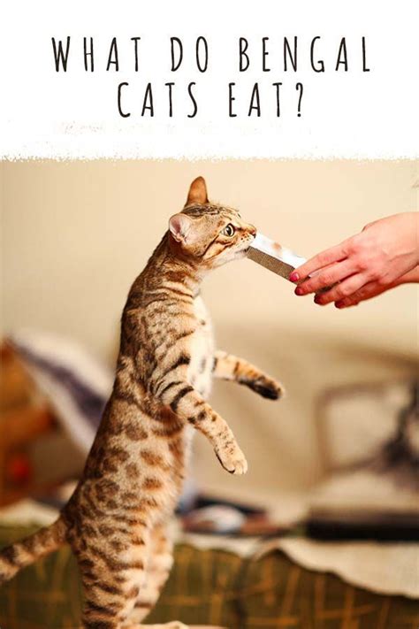 What Do Bengal Cats Eat? Choosing The Ideal Bengal Cat Diet | Bengal ...