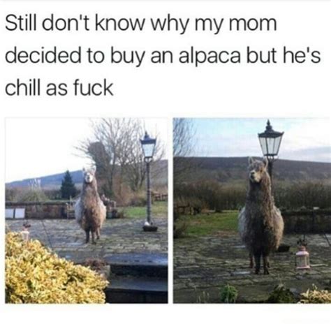 15 Hilarious Alpaca Memes That Will Have You Laughing All Day | Funny ...