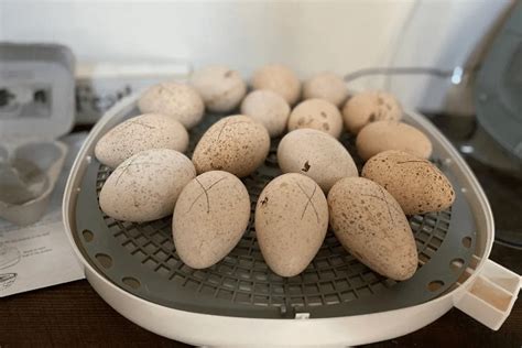 how long to incubate turkey eggs