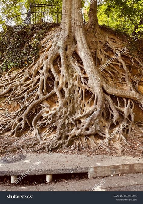 roots wallpaper hd big tree  roots images browse  stock