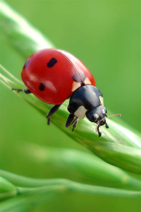 Green Ladybug