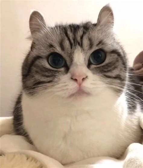 Komaru the Cat 2024 | ВКонтакте