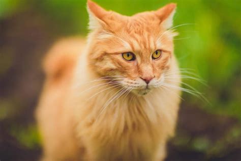 Top 12 Yellow Cat Breeds You Should Know About