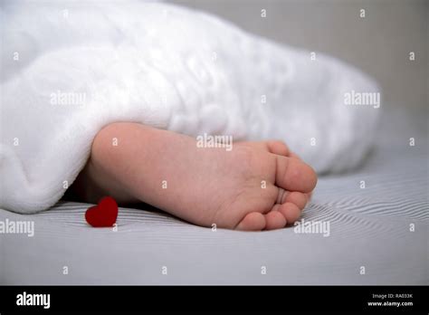 Anda Deitado E Dorme Em Pé - Anda Deitado E Dorme Em Pé - RETOEDU