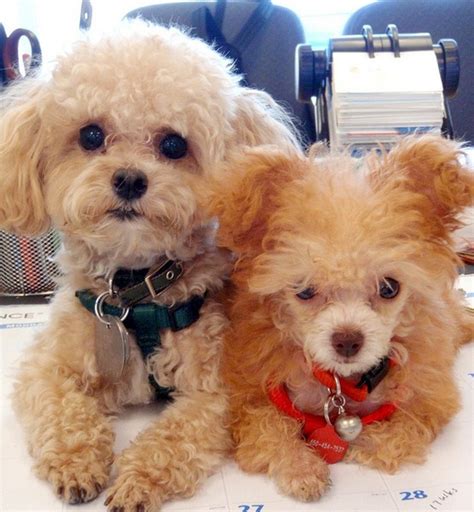 Adorable teacup poodles jennj1122 | Poodle, Toy poodle, Poodle puppy