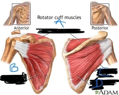 Rotator cuff muscles Diagram | Quizlet