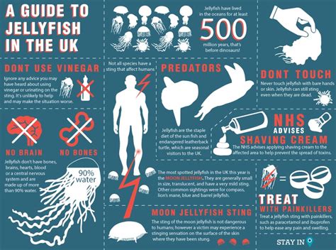 How to keep safe from jellyfish - Stay In Cornwall