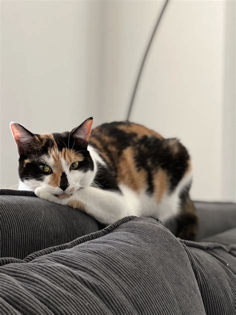 Punani - Collection | OpenSea