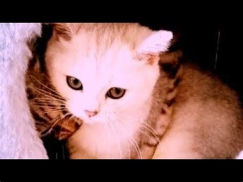 кошачьи нежности - YouTube