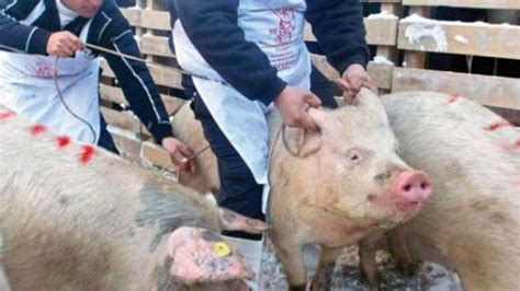 Pesta porcină africană confirmată iar în localităţi de pe Valea ...