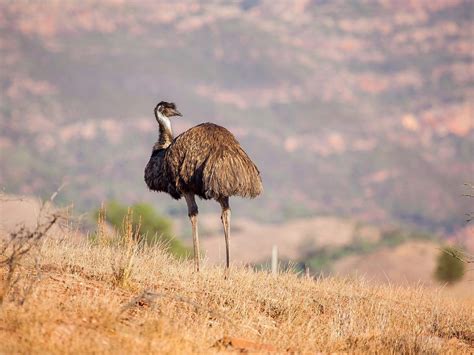 Where Do Emus Live? (Habitat + Distribution) | Birdfact
