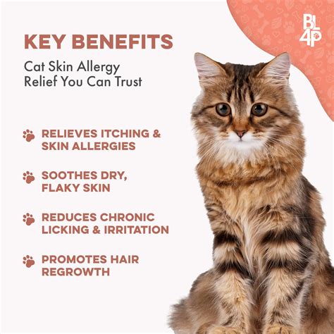 Natural Cat Scabs, Dermatitis & Skin Allergy Remedy // BestLife4Pets
