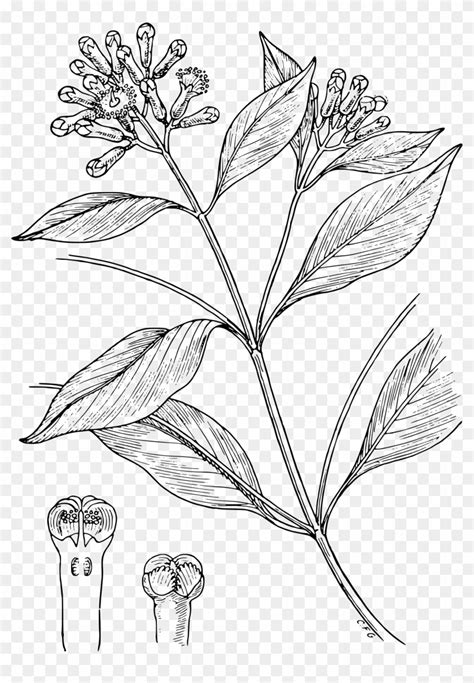 2000 X 2791 2 - Clove Plant Drawing, HD Png Download - 2000x2791 ...