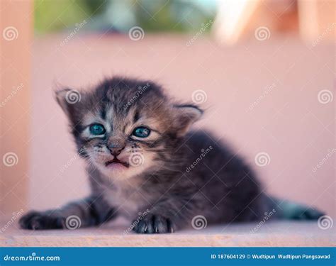 Baby Kittens cry to mommy stock image. Image of bengal - 187604129