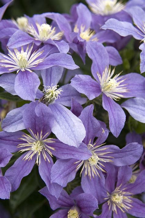 Arabella Clematis | Clematis, Monrovia plants, Plants