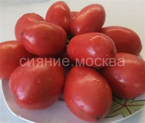 Томат Минусинский Бочковой коллекционный Мязиной