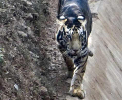 Rare melanistic tiger spotted in India