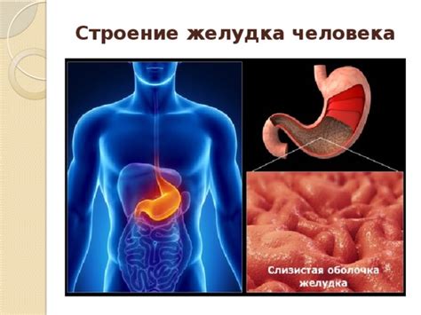Все о строении желудка