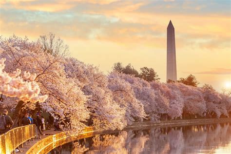 Dc Cherry Blossom Festival 2025 - Alma Orella